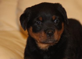 puppy rottweiler