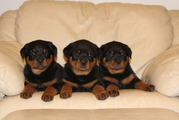 german rottweiler puppies