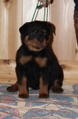akura x Hannibal rottweiler puppy male