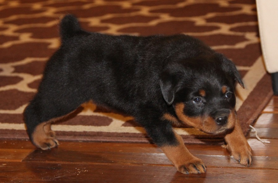 puppy rottweiler pups