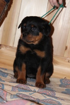 german rottweiler puppies