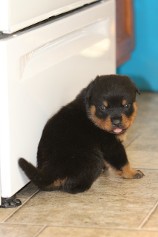german rottweiler dog