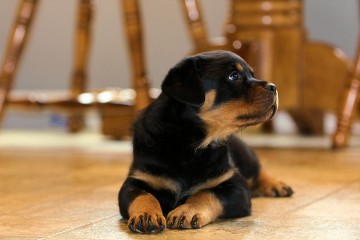 male rottweiler puppy in north carolina