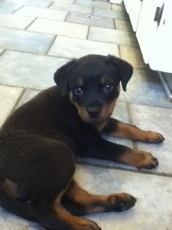 rottweiler dog male in tennessee
