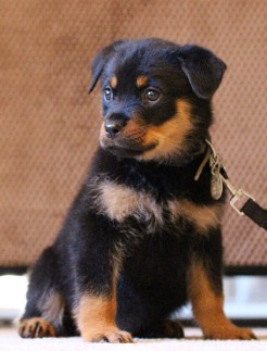 rottweiler dog female in tennessee