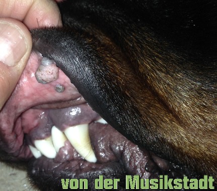 papilloma in rottweiler dogs