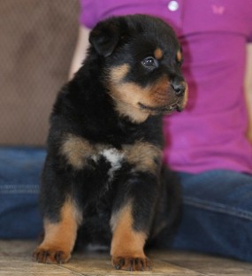 tennessee rottweiler puppies