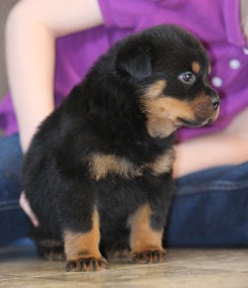 tennessee female rottweiler