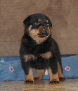 rottweiler puppies