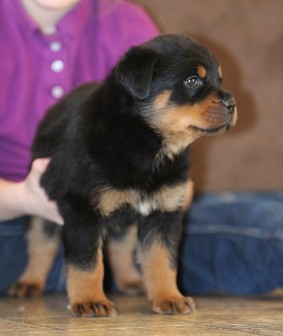 rottweiler pups tennessee