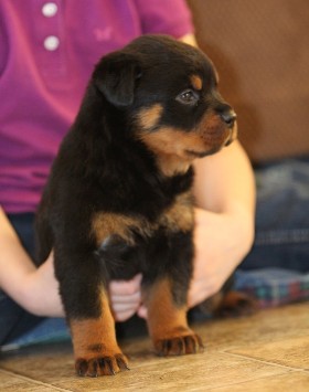 rottweiler female north carolina